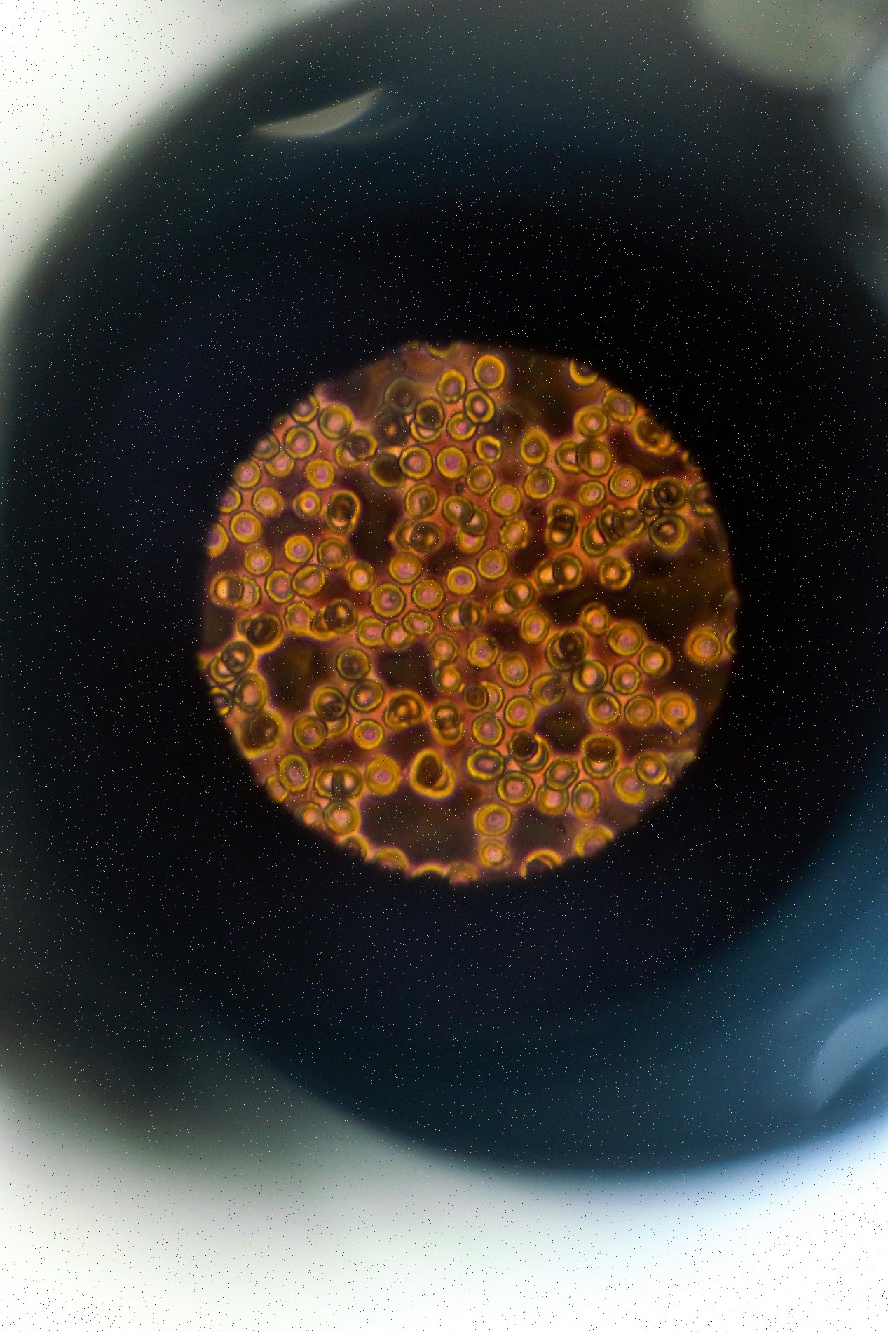 Integrações de API